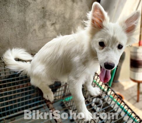 Albenian samoyed